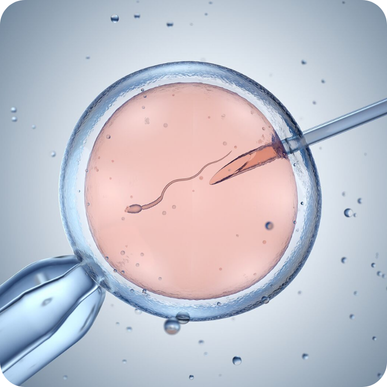 In Vitro Fertilization (IVF)